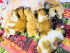 Shih Tzu Puppies