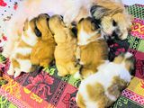 Shih Tzu Puppies