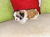 Shih Tzu Puppies