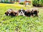 Shihtzu Puppies