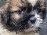 Shih Tzu Puppies