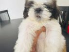 Shih Tzu Puppies