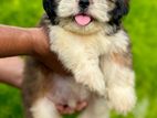 Shihtzu Puppies