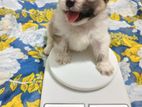 Shih Tzu Puppies