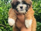 Shih Tzu Puppies