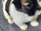 Shih Tzu Puppies