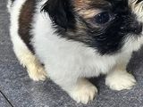 Shih Tzu Puppies