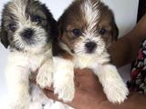 Shih Tzu Puppies