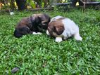 Shih Tzu Puppies