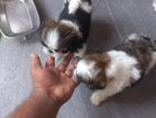 Shih Tzu Puppies