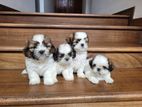 Shih Tzu Puppies