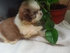 Shih tzu Puppies