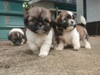 Shih Tzu Puppies