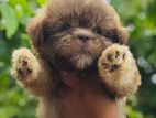 Shih Tzu Puppies