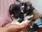 Shih Tzu Puppies