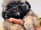 Shih Tzu Puppies