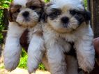 Shih Tzu Puppies