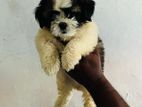 Shih Tzu Puppies