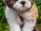 Shih Tzu Puppiese