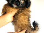 Shih Tzu Puppies