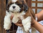 Shih Tzu Puppies