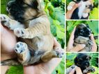 Shih Tzu Puppies