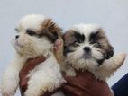 Shih Tzu Puppies