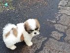 Shih Tzu Puppies