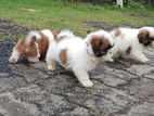 Shih Tzu Puppies