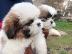 Shih Tzu Puppies