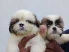 Shih Tzu Puppies