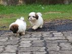 Shih Tzu Puppies