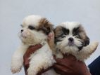 Shih tzu Puppies