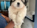 Shih Tzu Puppies