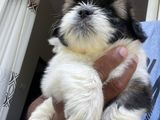 Shih Tzu Puppies