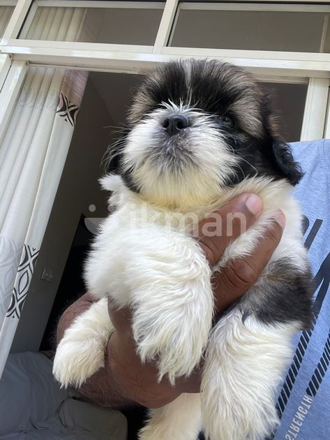 Shih Tzu Puppies For Sale In Dehiwala 