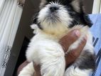 Shih tzu Puppies