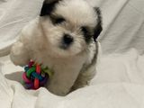 Shih Tzu Puppies