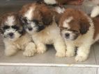 Shih Tzu Puppies