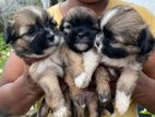 Shih Tzu Puppies