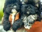 Shih Tzu Puppies