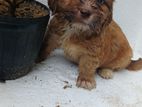 Shih Tzu Puppies