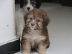 Shih tzu Puppies