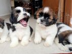 Shih Tzu Puppies