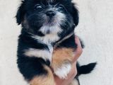 Shih Tzu Puppy