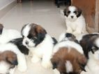 Shih Tzu Puppies