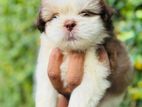 Shih Tzu Puppies