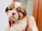 Shih Tzu Puppies