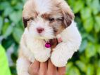 Shih Tzu Puppies