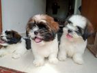 Shih Tzu Puppies